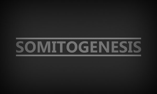 Somitogenesis