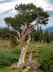 Bristlecone Pine Panorama
