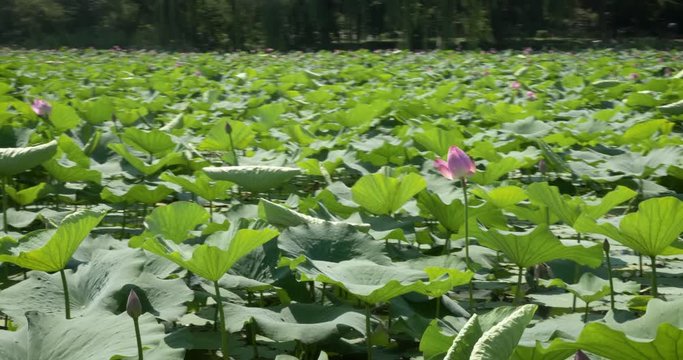 Beijing China Summer Palace Lotus Flower lily pad