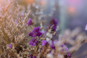 dry grass and purple flower