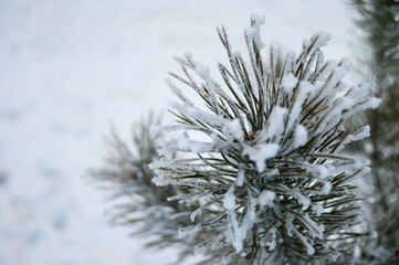 Wintertime season details concept: frosted pine branch on blurred background with copy space