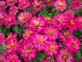 Fototapeta na wymiar Pink daisy flowers in the garden background