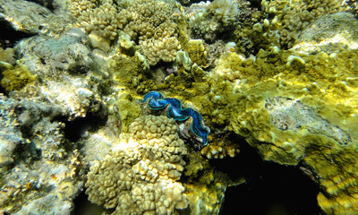 Beautiful underwater world with corals and exotic fish in the Red sea. Egypt    