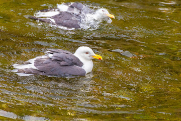 Slaty-backed gull.I photograph it in Pereke river in Utoro Shari-cho, Hokkaido Utoro of Japan(Shiretoko Peninsula).