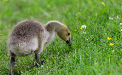Canada Goose (Gosling)