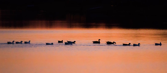 Naklejka premium Waterfowl Silhouettes