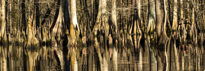Cypress Cathedrals