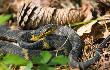 Banded Water Snake