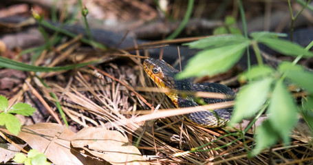 Banded Water Snake
