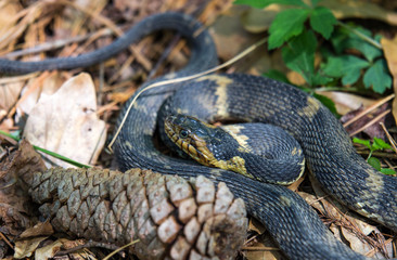 Banded Water Snake