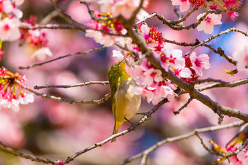 Japanese White-eye.The background is cherry blossoms(Japanese name is Kanzakura). Located in Tokyo Prefecture Japan.