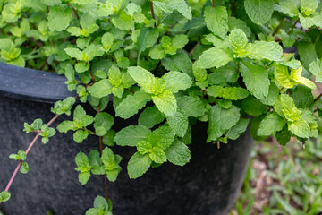 Closeup photo of Peppermint in the pot. It has several dietary uses and health benefits.