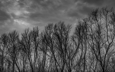 Fototapeta premium Silhouette dead tree on dark dramatic grey sky and clouds background for scary, death, and peace concept. Halloween day background. Art and dramatic on black and white. Despair and hopeless concept.