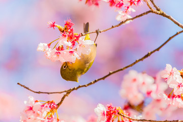 Japanese White-eye.The background is cherry blossoms(Japanese name is Kanzakura). Located in Tokyo Prefecture Japan.