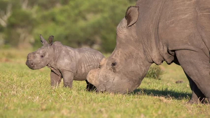 Papier Peint photo Lavable Rhinocéros Bébé rhinocéros ou rhinocéros