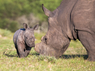Fototapeta premium Baby Rhino lub Rhinoceros