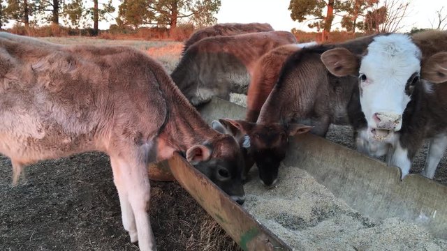 Calves standing at a trough and feeds on hay