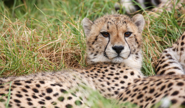 Young wild cheetah cat with beautiful spotted fur