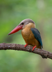 Stork-billed Kingfisher ; Pelargopsis capensis