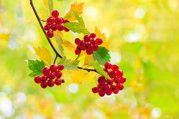 Red viburnum berries on the branches. Autumn in the city park.