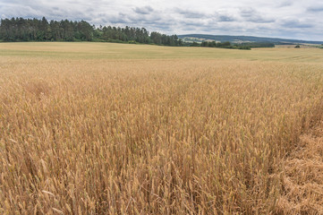 Landschaft im Sommer
