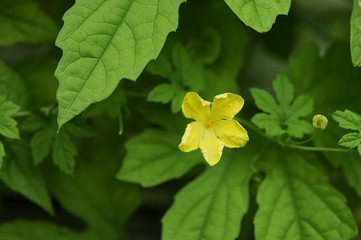 ゴーヤの黄色い花