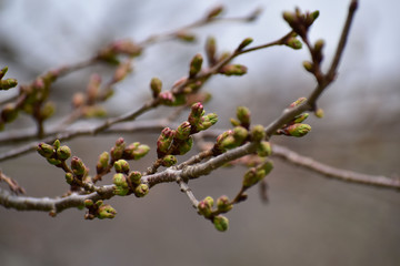 まだ固い桜の蕾