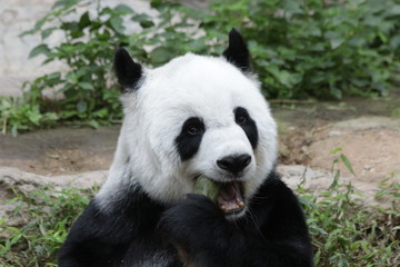 Obraz na płótnie Canvas Female Panda in Thailand eating Bamboo Shoot