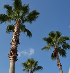 Palms trees in blue sky