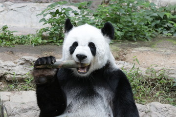 Female Panda in Thailand eating Bamboo Shoot