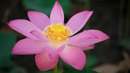 Fresh pink lotus flower. Close focus of a beautiful pink lotus flower is blooming. The background is the pink lotus flowers and yellow lotus bud in a pond in sunshine