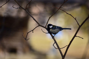 枝に止まる早春のシジュウカラ