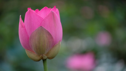 Fresh pink lotus flower. Close focus of a beautiful pink lotus flower is blooming. The background is the pink lotus flowers and yellow lotus bud in a pond in sunshine
