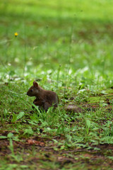 草原で静かに立つエゾリス