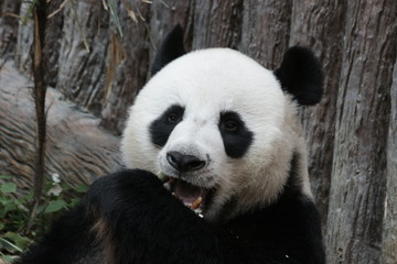 Close-up Giant Panda Face, Chuang Chuang, Chiangmai Zoo, Thailand