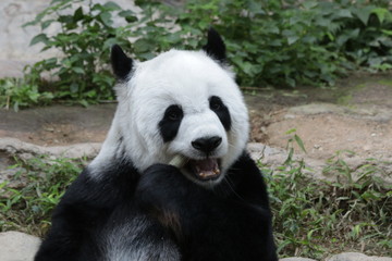 Obraz na płótnie Canvas Female Giant Panda , Lin Hui, Chiangmai Zoo, Thailand