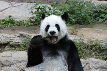 Obraz premium Female Panda in Thailand eating Bamboo Shoot, Lin Hui