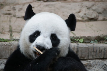 Obraz premium Male Giant Panda Eating Bamboo, Chiangmai, Thailand, Chuang Chuang