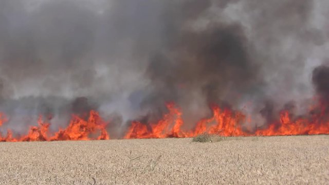 A field of wheat was hit by a fire kite launched in Gaza during demonstrations in commemoration of Nakba Day. The fire burned wheat fields and forests in Israel.