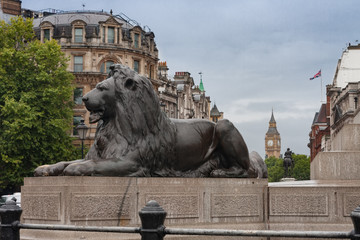 Statue of Lion on Trafalgar Square, on background Big Ben in London, United Kingdom