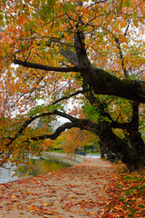 Washington DC in autumn - Tidal Basin and Jefferson Memorial - United States of America (USA)