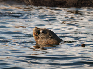 Fototapeta premium Swimming Steller Sea Lion A head only photograph of a Steller Sea Lion doing a swim past the boat.