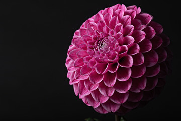 Beautiful red dahlia