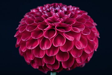 Beautiful red dahlia