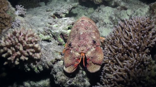 Scyllarides haanii Humpbacked slipper lobster on seabed of Red sea. Crayfish without claws with broad shell crawls under water in search of food.
