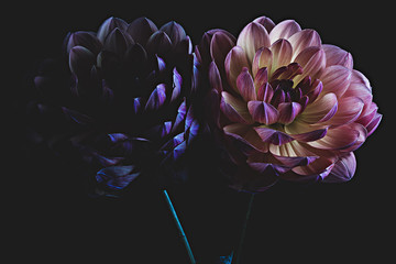 Two colorful dahlia flowers © Mat Hayward