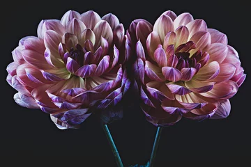 Kussenhoes Twee kleurrijke dahliabloemen © Mat Hayward