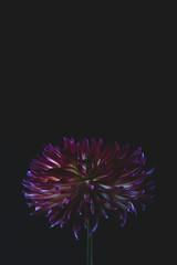 Colorful dahlia flower
