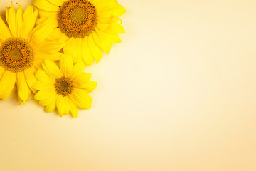 Obraz premium Sunflowers on yellow background with copy space.