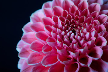 beautiful pink dahlia